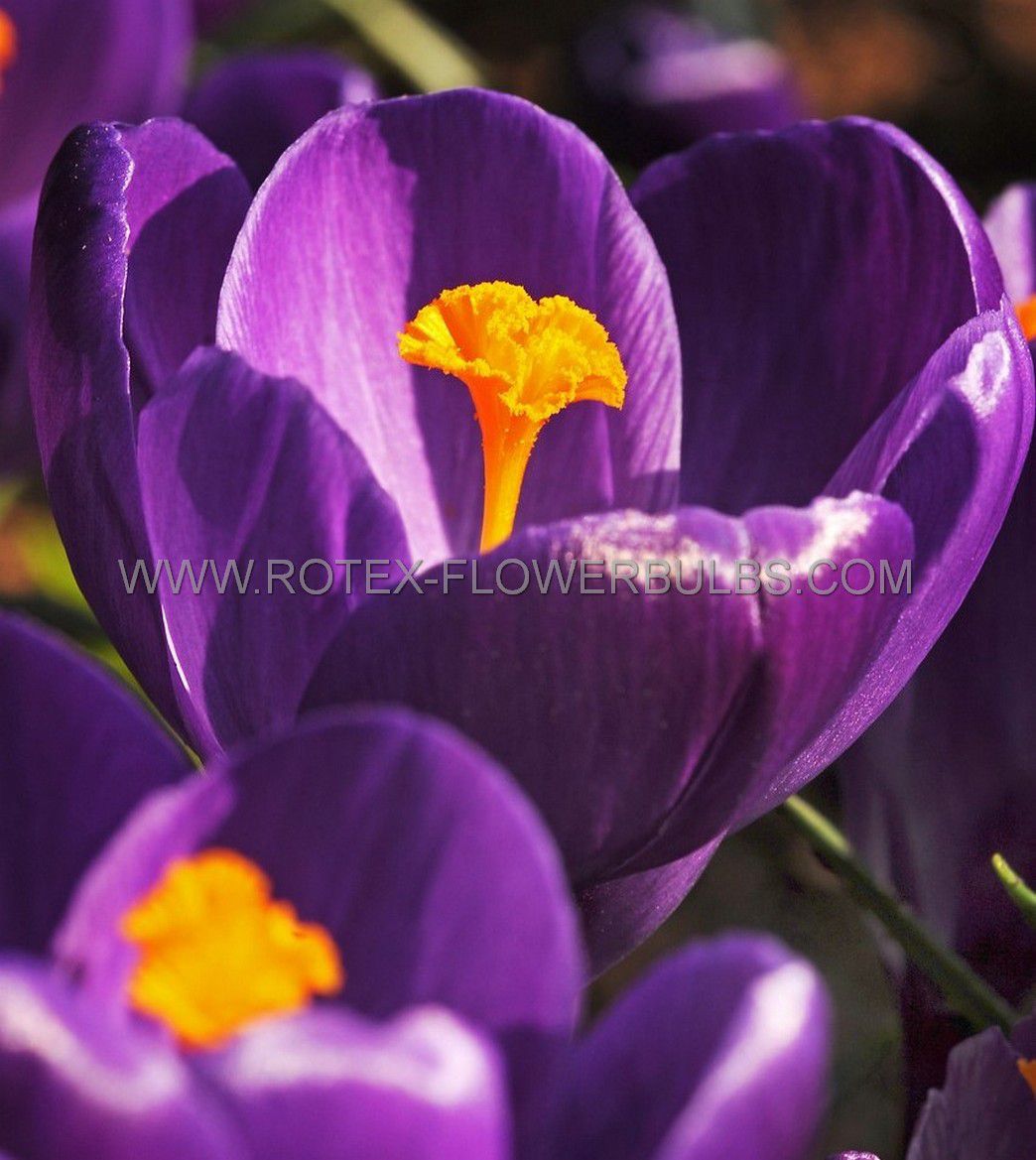 Bulb Crocus Purpureus Grandiflorus