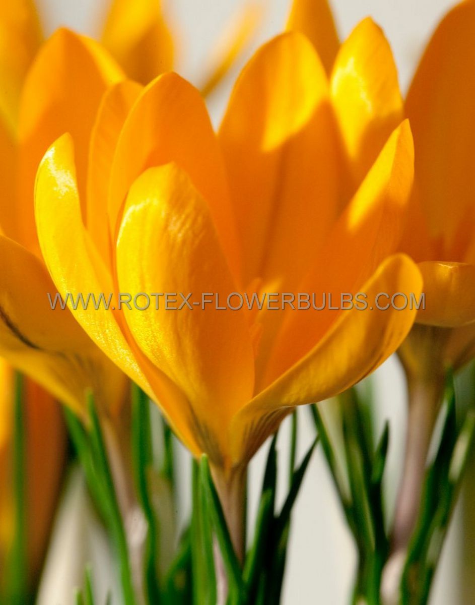 Bulb Crocus Yellow Mammoth