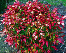 Load image into Gallery viewer, nandina domestica 'firepower' FIREPOWER DWARF NANDINA
