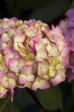 Load image into Gallery viewer, hydrangea macrophylla ‘bloomstruck’ ENDLESS SUMMER BLOOMSTRUCK HYDRANGEA