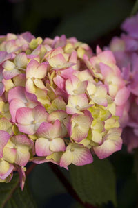 hydrangea macrophylla ‘bloomstruck’ ENDLESS SUMMER BLOOMSTRUCK HYDRANGEA
