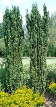 SKY PENCIL HOLLY (7 Gallon) ilex crenata 'Sky Pencil' – Needham SKY PENCIL HOLLY (7 Gallon) ilex crenata 'Sky Pencil' – Needham