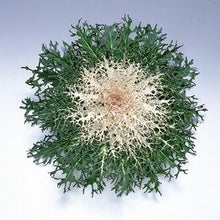 Load image into Gallery viewer, Peacock White Kale
