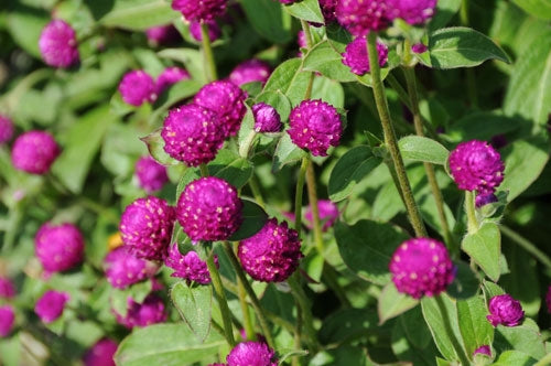 Gomphrena Gnome Purple