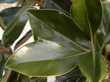 Load image into Gallery viewer, magnolia grandiflora ‘Little Gem’ LITTLE GEM SOUTHERN MAGNOLIA