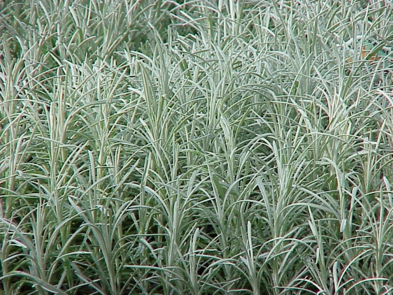 icicle succulent Helichrysum Icicles