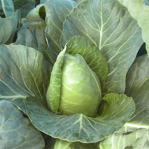 Cabbage Sweet Slaw (3.5")