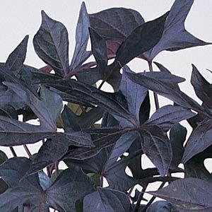 Sweet Potato Vine Ipomoea Blackie