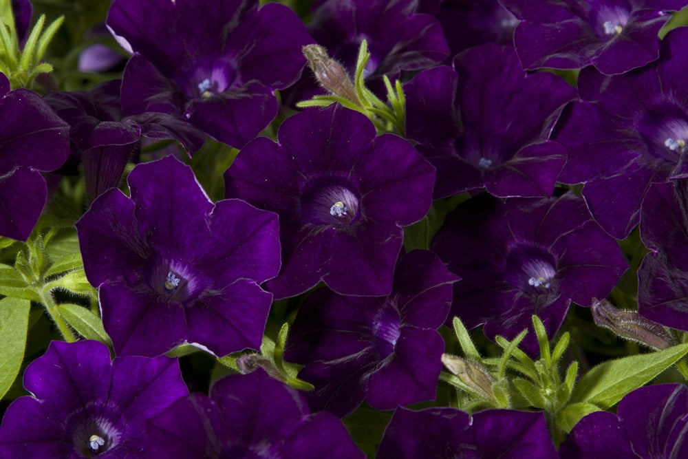 Petunia Dreams Midnight (6-06 Pack) - Large Blooms | Needham's