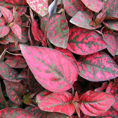 house plant with pink spots Hypoestes Confetti Red (6-06 Pack) - Polka Dot Plant