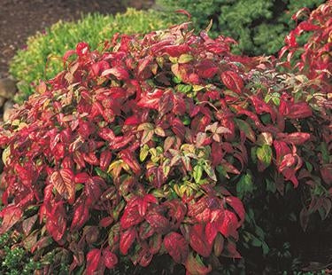 nandina domestica 'compacta' COMPACT HEAVENLY BAMBOO – Needham