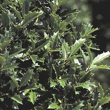 Load image into Gallery viewer, ilex x ‘oakland’ OAKLAND HOLLY