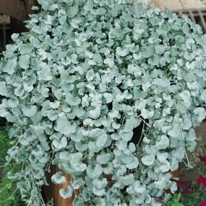 hanging plant silver Dichondra Silver Falls (4" Pot)