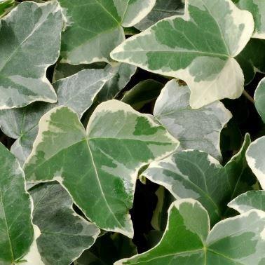 Ivy Glacier Hedera (4