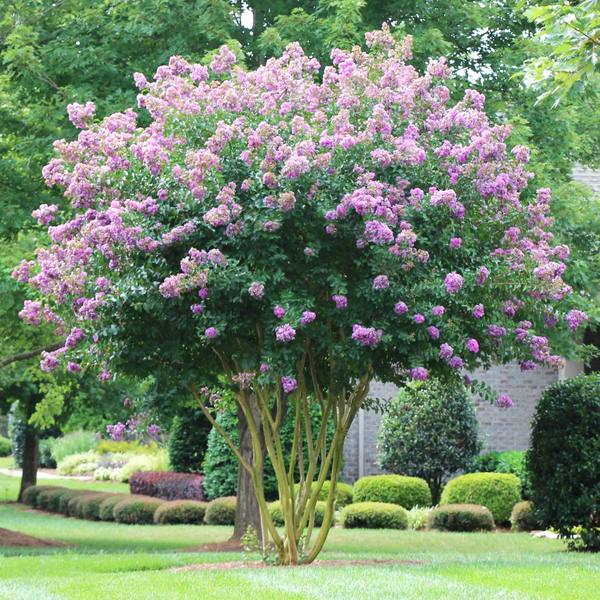 lavender flowering tree Crape Myrtle Twilight (15 Gallon) - Deep Purple Flowering Tree