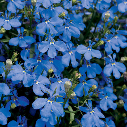 Lobelia Laguna Dark Blue - Proven Winners Heat-Tolerant Annual