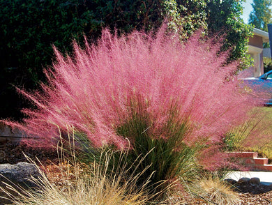 muhlenbergia capillaris 'pink' PINK MUHLY GRASS