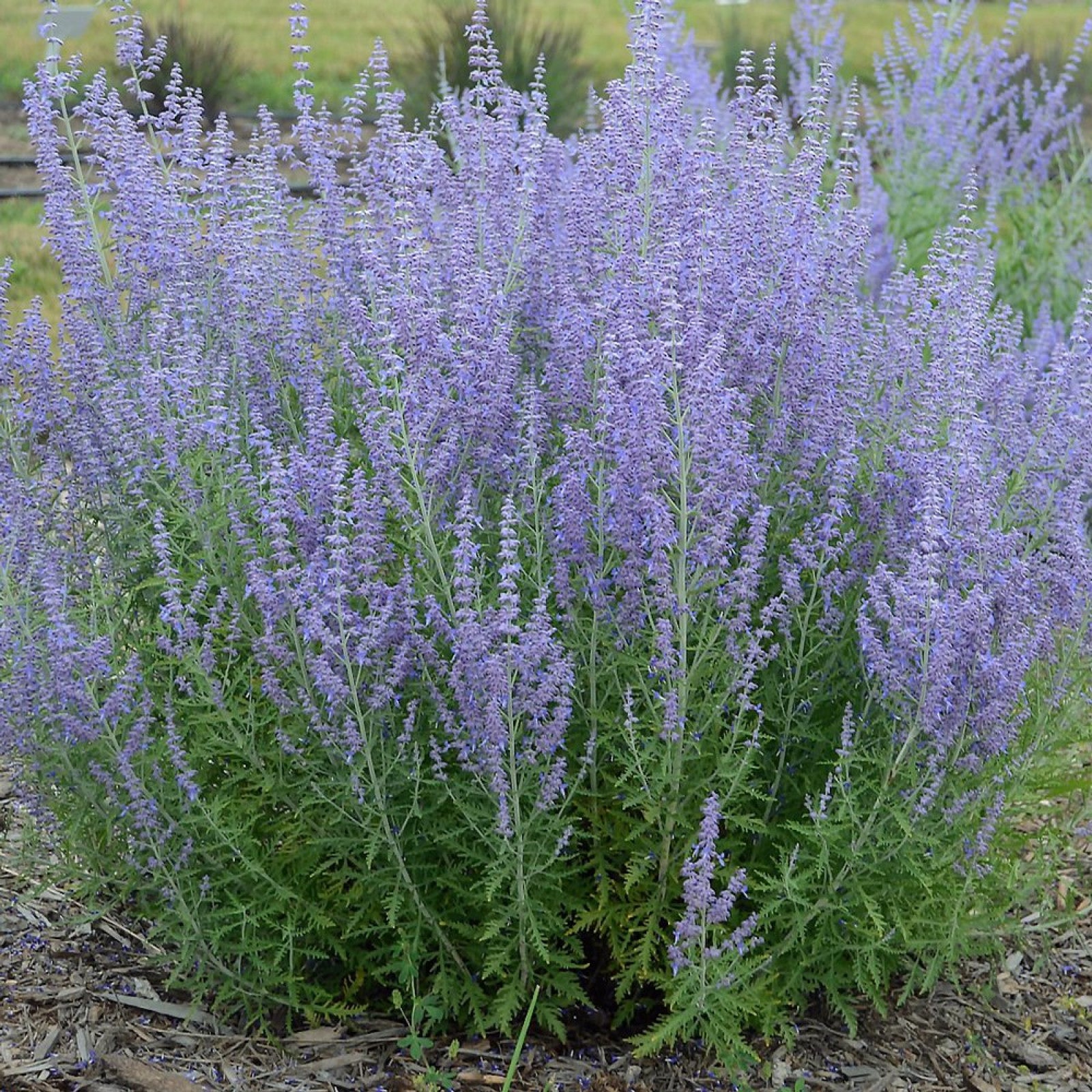 lavender plant is it a perennial Perovskia Jelena Russian Sage
