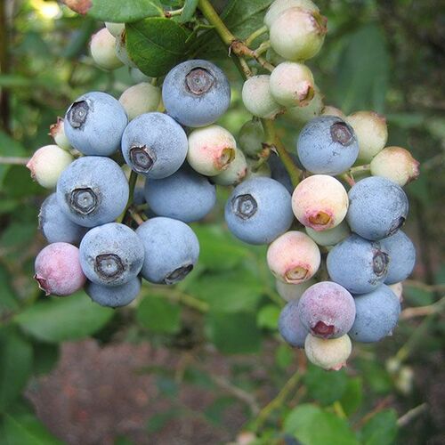 Blueberry Powder Blue Needham'sNursery