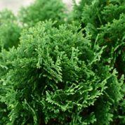 Arborvitae Hot Head (3 Gallon) - Dwarf Evergreen Shrub