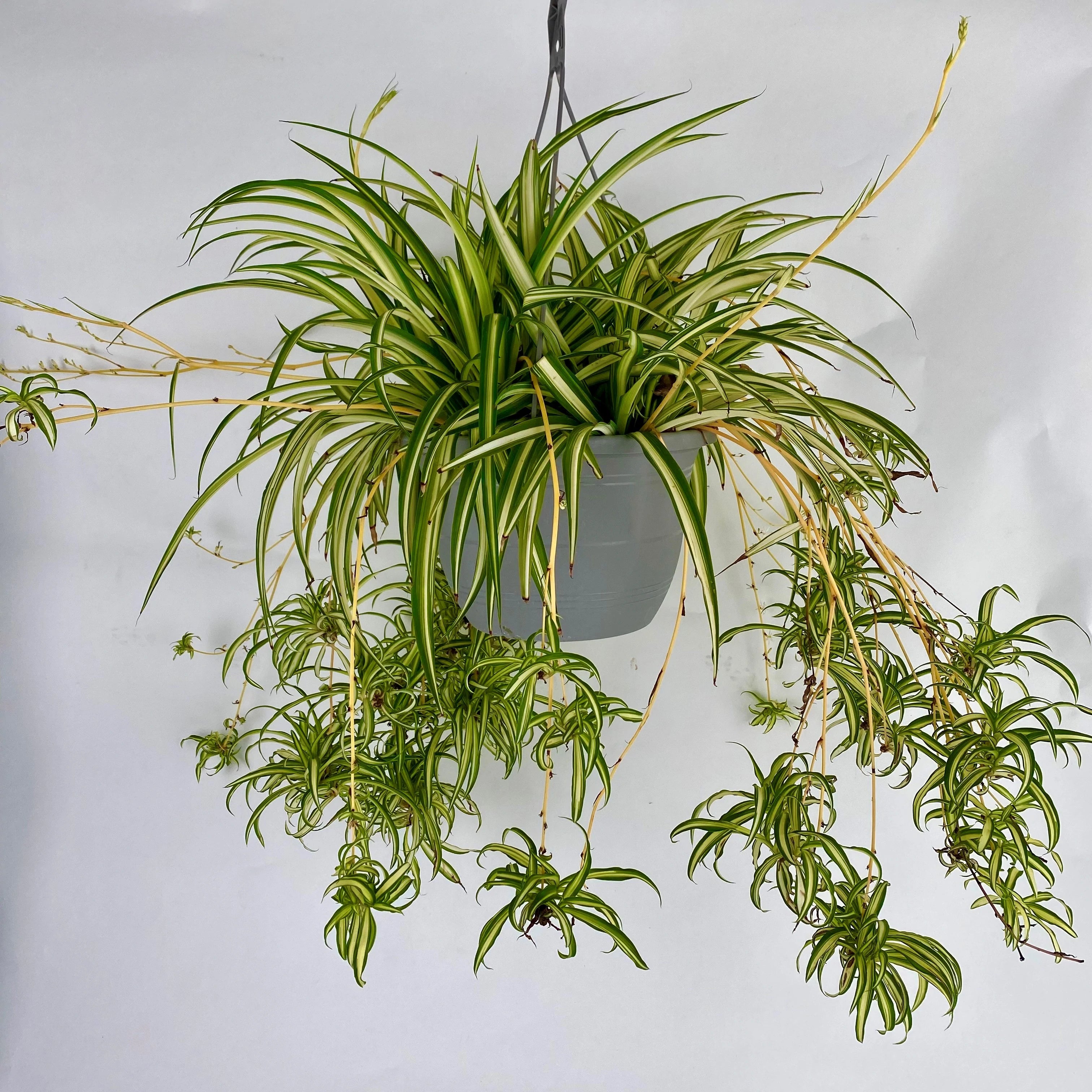 hanging spider plant Spider Plant Hanging Basket (10