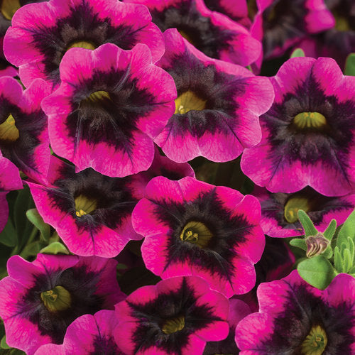 Calibrachoa SuperBells Blackcurrant Punch (PW)