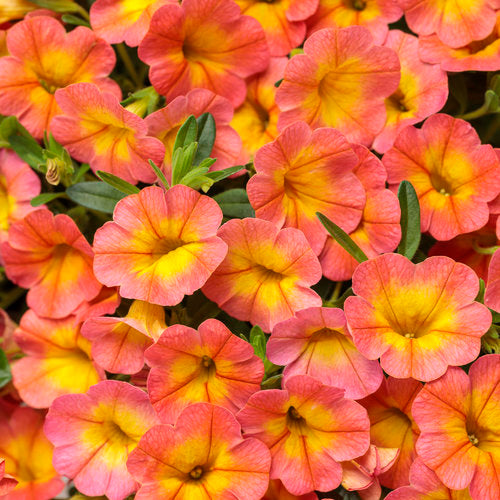 Calibrachoa SuperBells Coral Sun (PW)