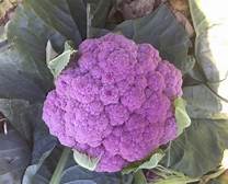 Cauliflower DePurple (3.5