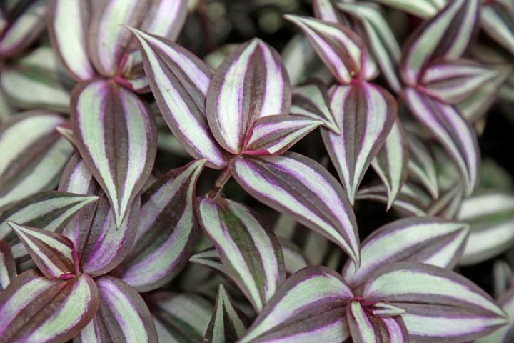 wandering jew plant pot Wandering Jew Tradescantia Red Silver (4" Pot)