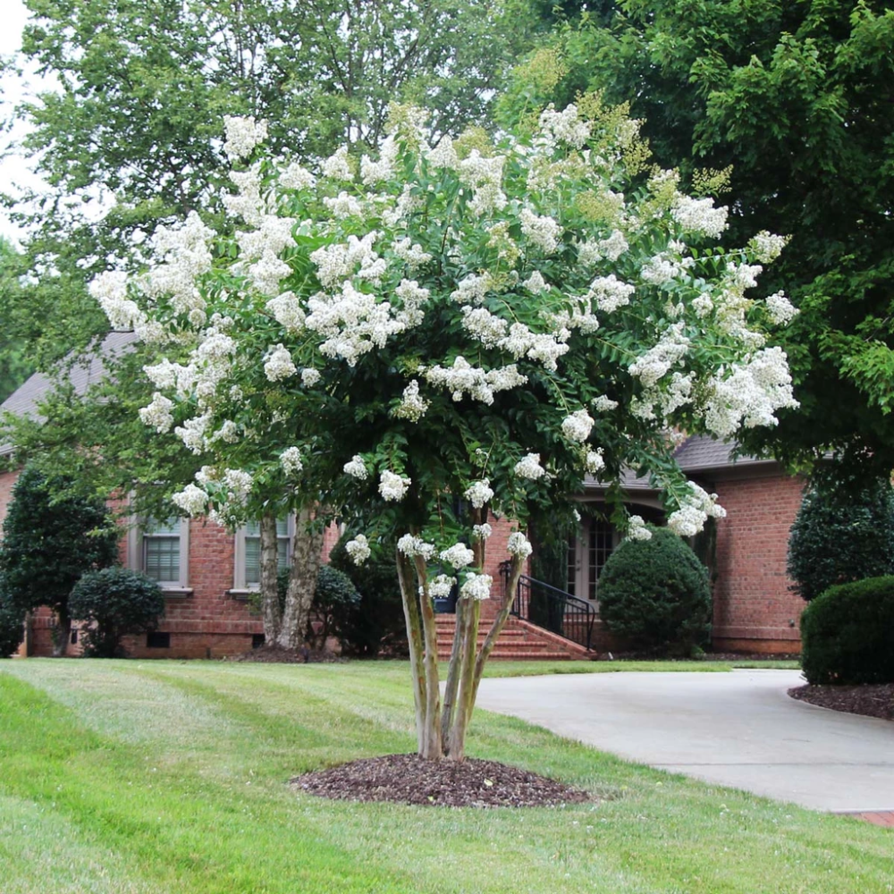 Crape Myrtle Trees & Shrubs - Summer Blooms & Exfoliating Bark ...