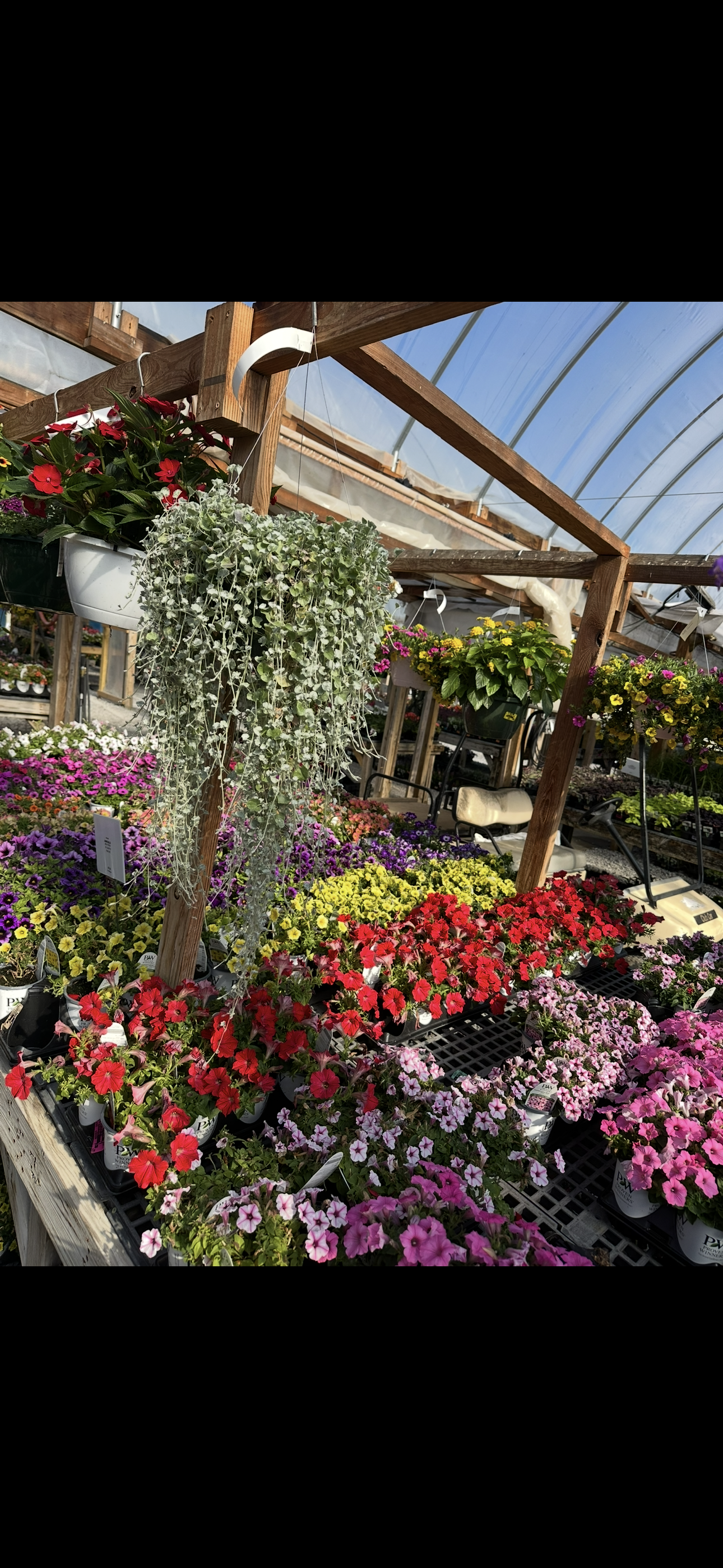 PICK UP IN STORE Potted Specialty Annuals PREORDER