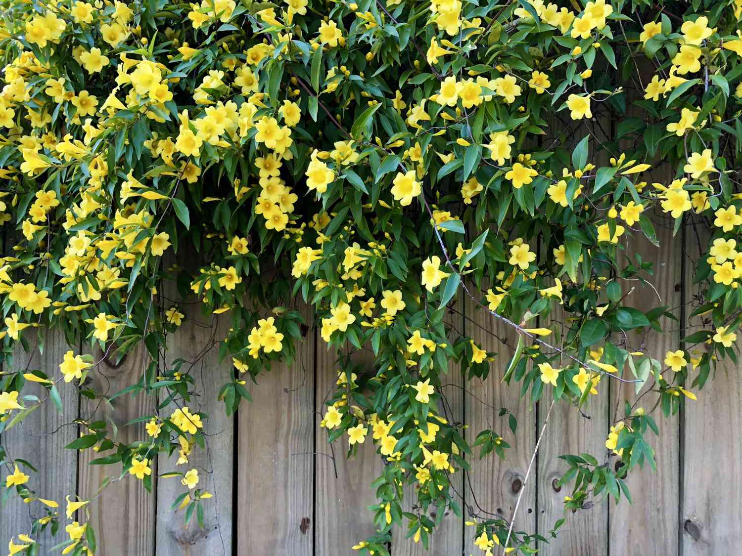 Vines