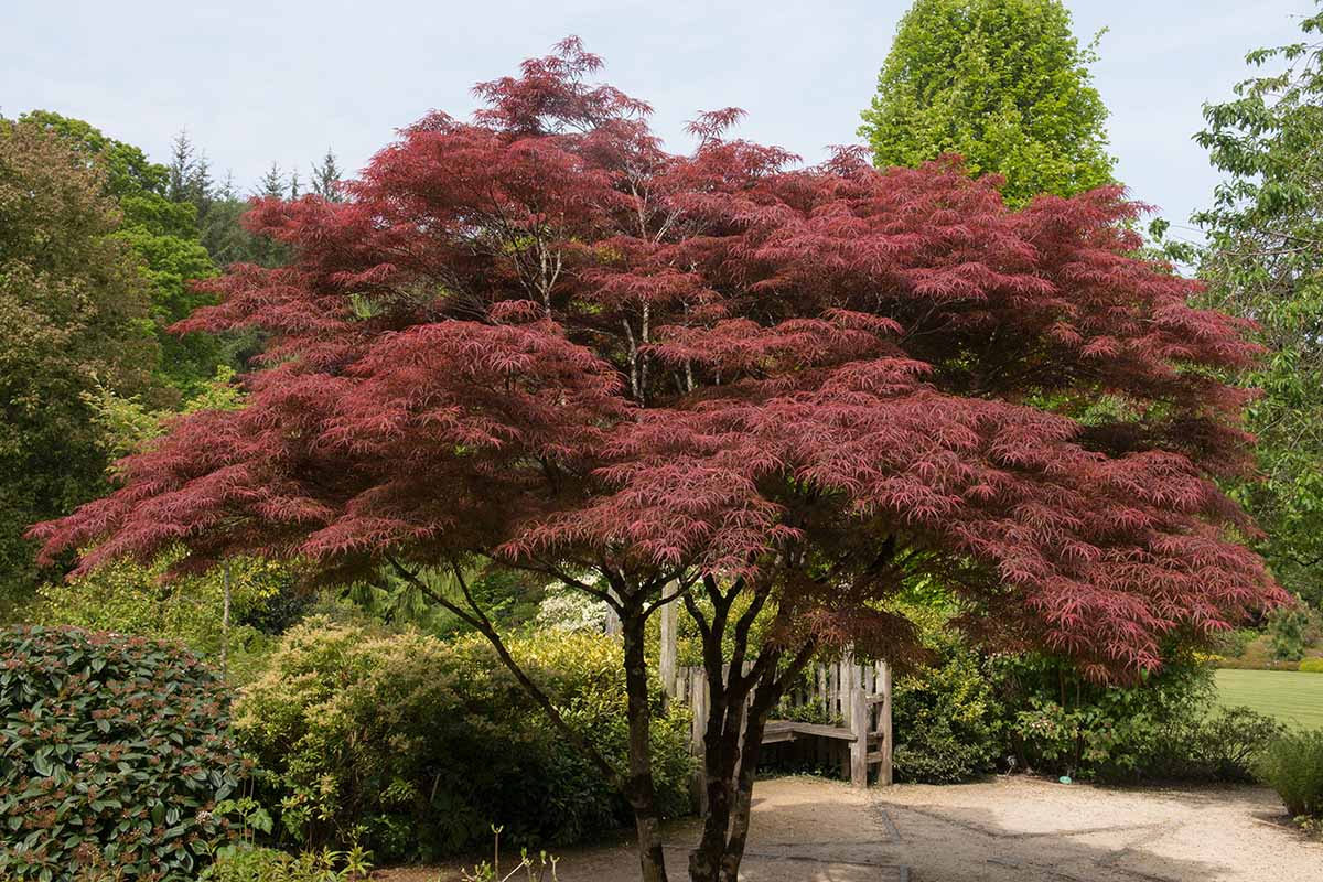 Japanese Maple Tree