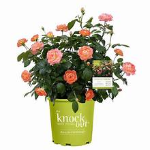 Knock Out Roses