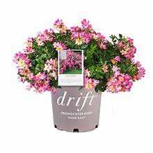 Drift Rose
