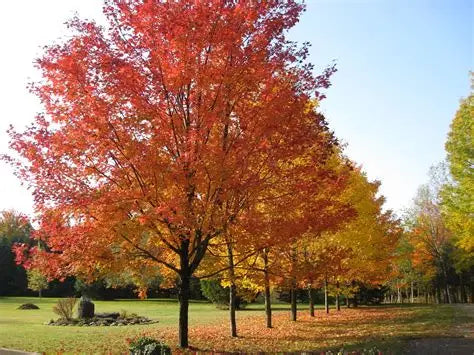 Deciduous Trees