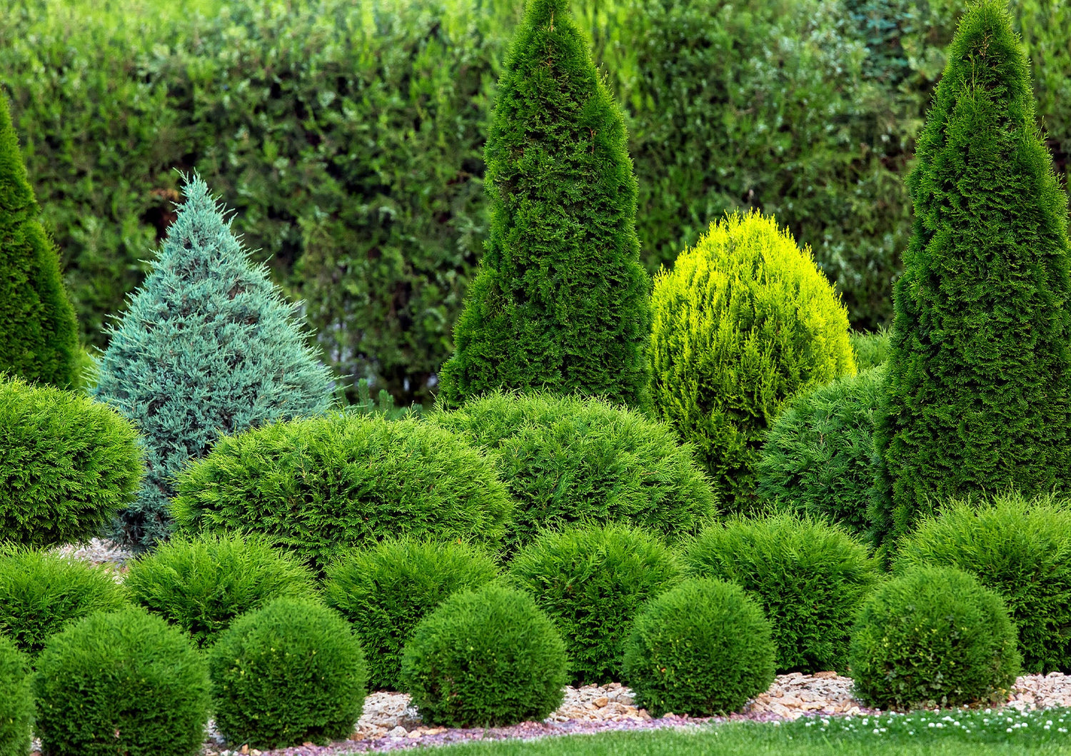 Evergreen Trees