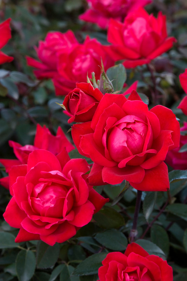 Rotherham Roses Needham's Nursery – Needham'sNursery
