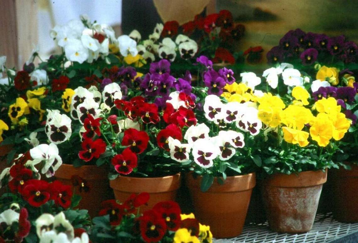 Pansies