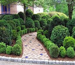 Boxwood
