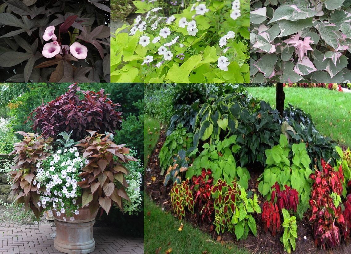 SHIPPED Accent Annuals PREORDER