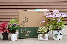 SHIPPED Annual Flowers PREORDER