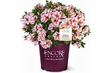 Encore Azalea