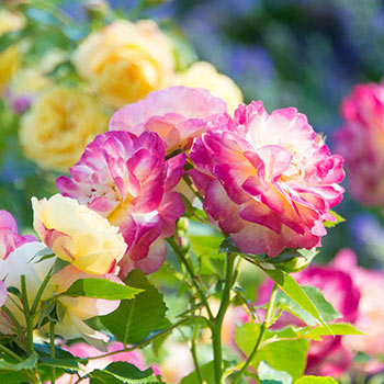 Floribunda Roses