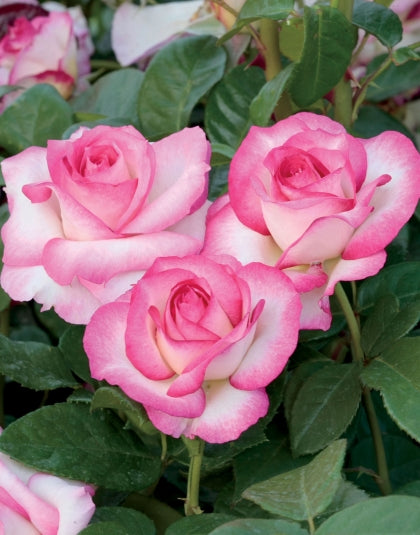 Grandiflora Roses