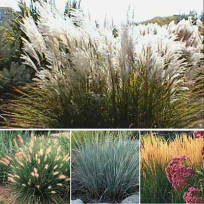 Ornamental Grasses