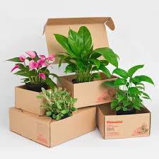 SHIPPED Potted Specialty Annuals PREORDER
