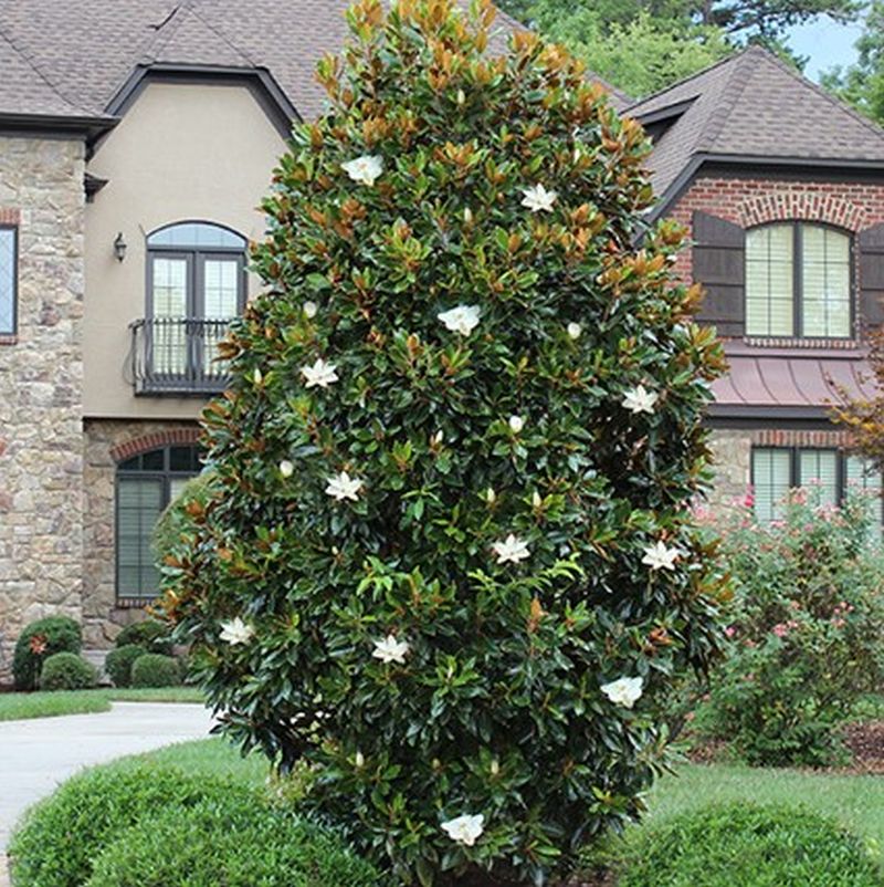Flowering Trees