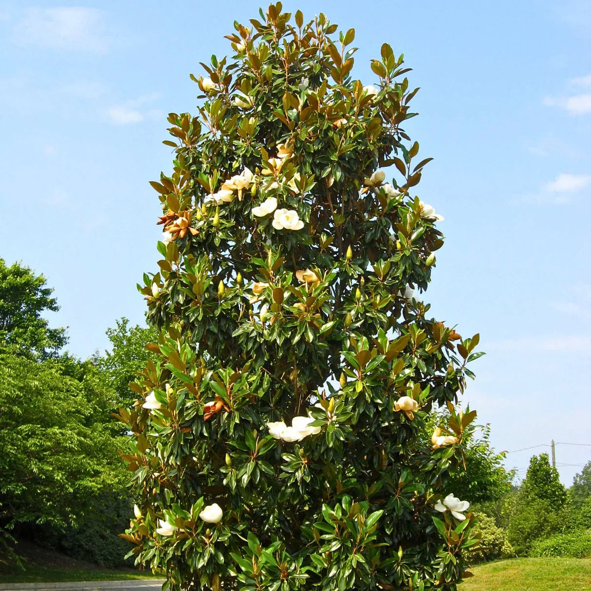 Magnolia
