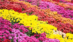 Fall Mums